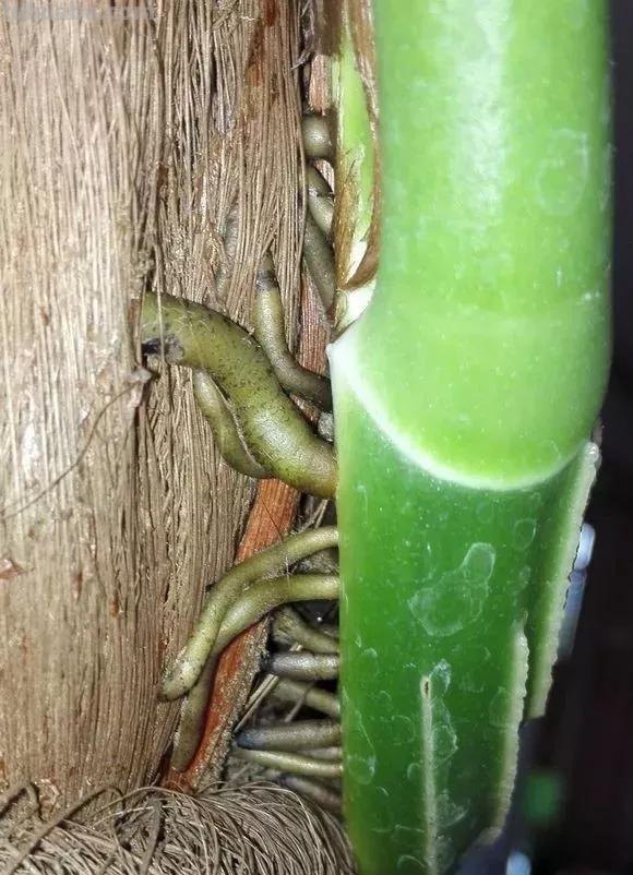 绿萝想要“泛滥成灾”，离不开5个养护方法，谁用谁知道