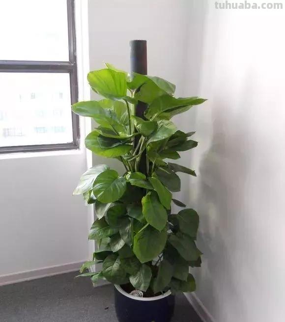 绿萝想要“泛滥成灾”，离不开5个养护方法，谁用谁知道