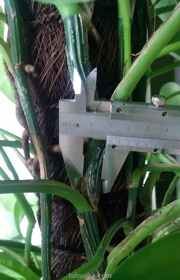 绿萝想要“泛滥成灾”，离不开5个养护方法，谁用谁知道