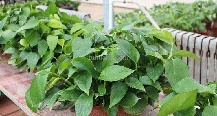 “绿萝”这么养长得才旺盛，1根枝条剪几刀，插土里叶子疯长