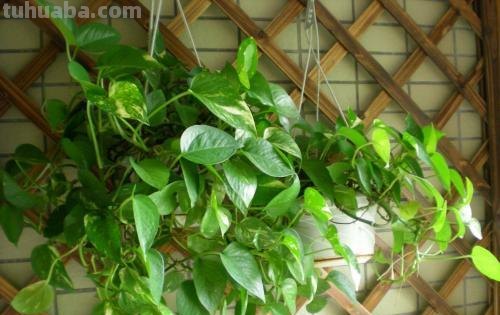 “绿萝”这么养长得才旺盛，1根枝条剪几刀，插土里叶子疯长