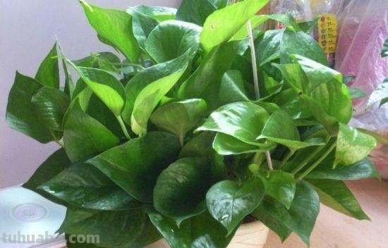 “绿萝”这么养长得才旺盛，1根枝条剪几刀，插土里叶子疯长