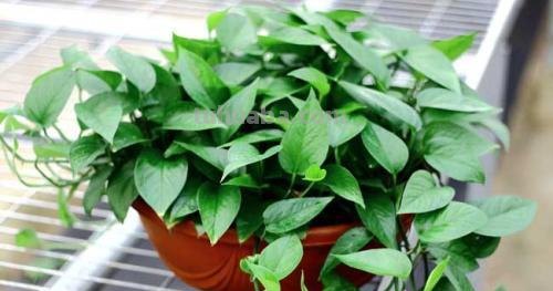 “绿萝”这么养长得才旺盛，1根枝条剪几刀，插土里叶子疯长