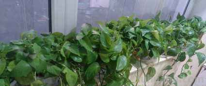 “绿萝”这么养长得才旺盛，1根枝条剪几刀，插土里叶子疯长