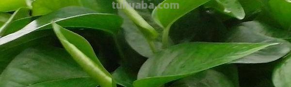 绿萝盆栽怎么养