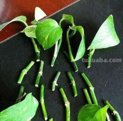 “绿萝”这么养长得才旺盛，1根枝条剪几刀，插土里叶子疯长