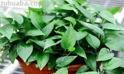 绿萝盆栽怎么养