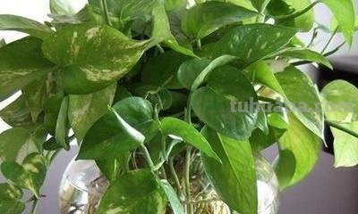 绿萝盆栽怎么养