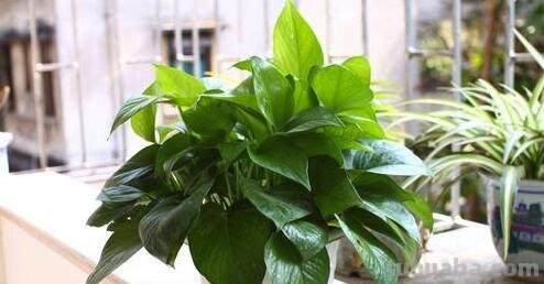 养绿萝记住这5点，很少会黄叶和烂根