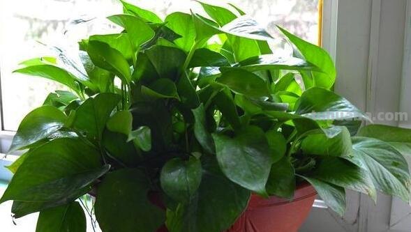 养绿萝记住这5点，很少会黄叶和烂根