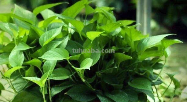 养绿萝记住这5点，很少会黄叶和烂根