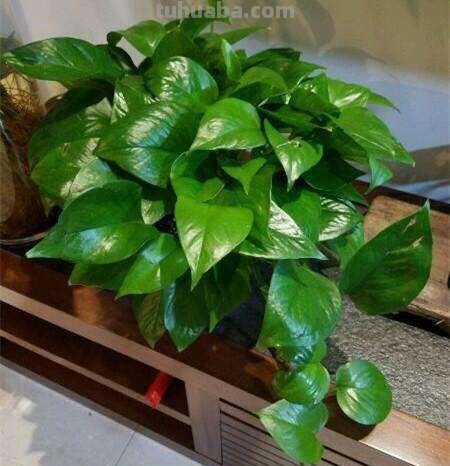 绿萝怎么养才能茂盛？做到这几点，叶子光亮，越养越绿，变成瀑布