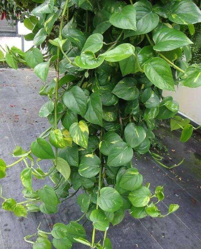 绿萝怎么养才能茂盛？做到这几点，叶子光亮，越养越绿，变成瀑布