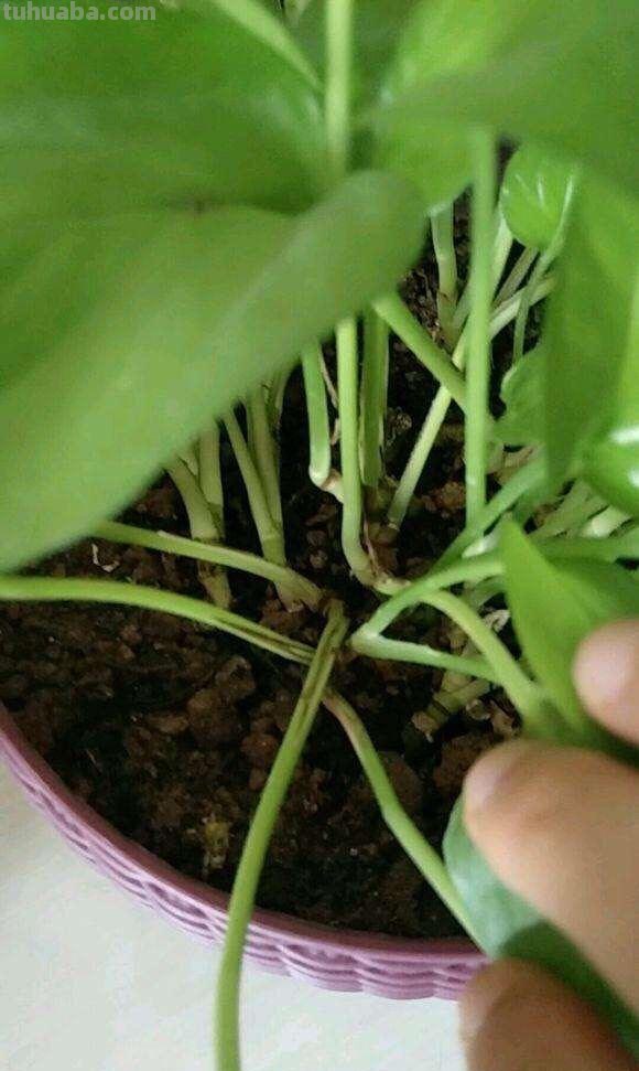 绿萝怎么养才能茂盛？做到这几点，叶子光亮，越养越绿，变成瀑布