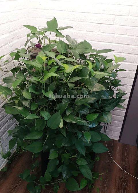 绿萝怎么养才能茂盛？做到这几点，叶子光亮，越养越绿，变成瀑布