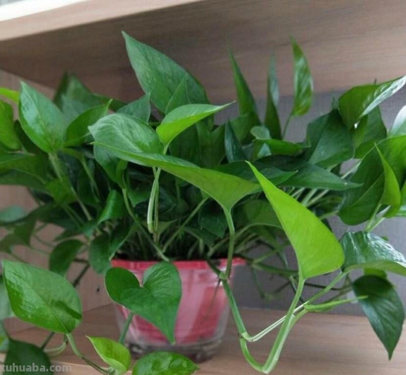 绿萝怎么养才能茂盛？做到这几点，叶子光亮，越养越绿，变成瀑布