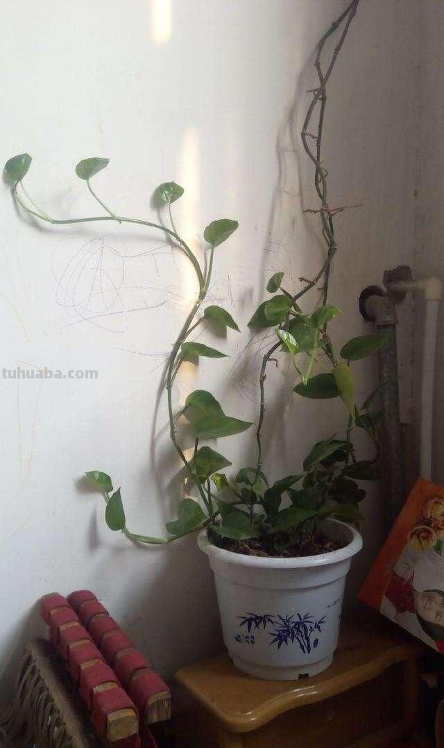 绿萝怎么养才能茂盛？做到这几点，叶子光亮，越养越绿，变成瀑布