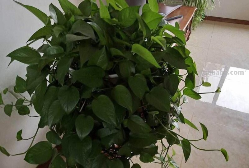 绿萝怎么养才能茂盛？做到这几点，叶子光亮，越养越绿，变成瀑布