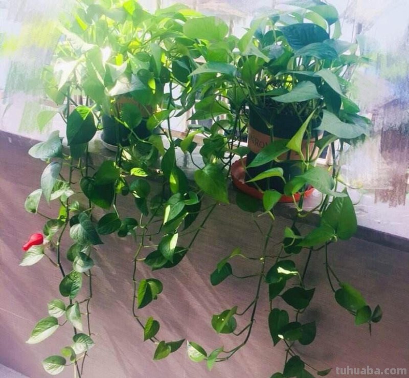 绿萝怎么养才能茂盛？做到这几点，叶子光亮，越养越绿，变成瀑布