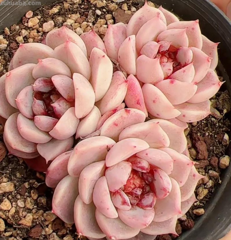 各种各样的多肉，你们认识吗？