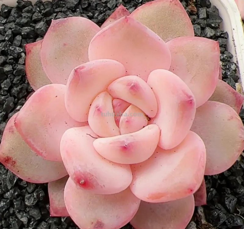 各种各样的多肉，你们认识吗？