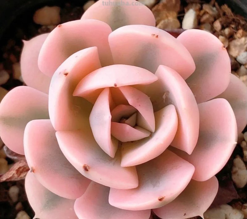 各种各样的多肉，你们认识吗？