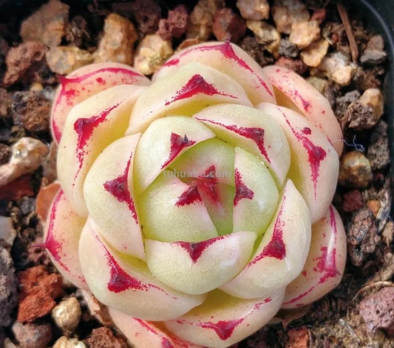 各种各样的多肉，你们认识吗？