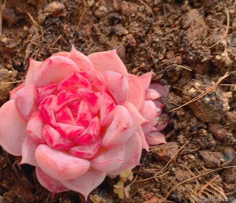 各种各样的多肉，你们认识吗？