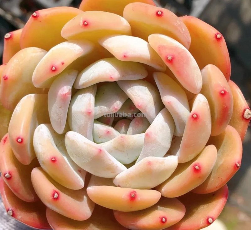 各种各样的多肉，你们认识吗？