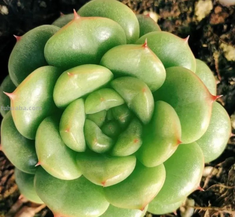 各种各样的多肉，你们认识吗？