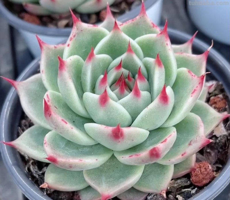 各种各样的多肉，你们认识吗？