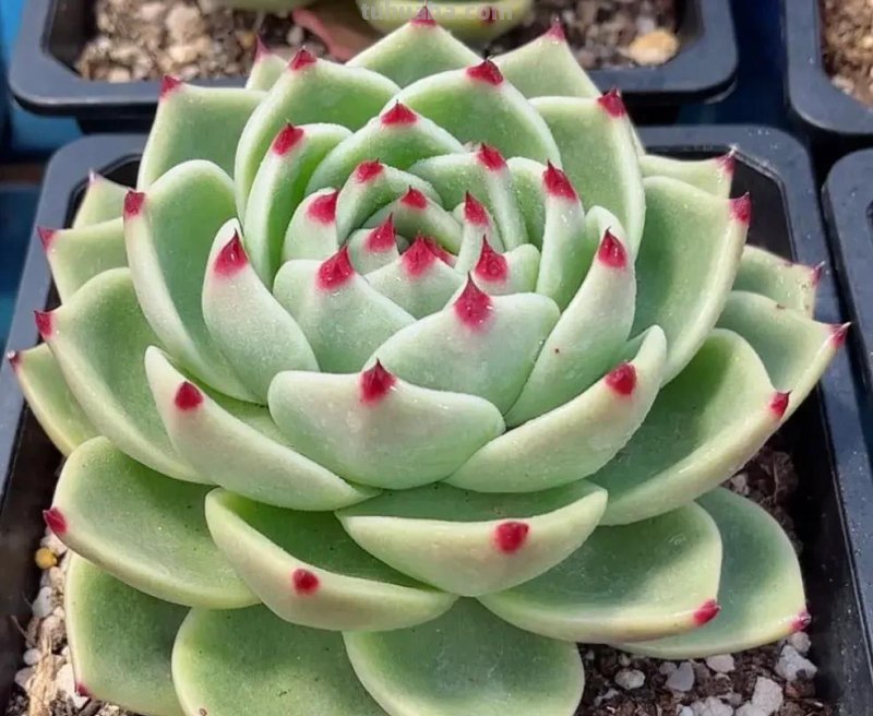 各种各样的多肉，你们认识吗？