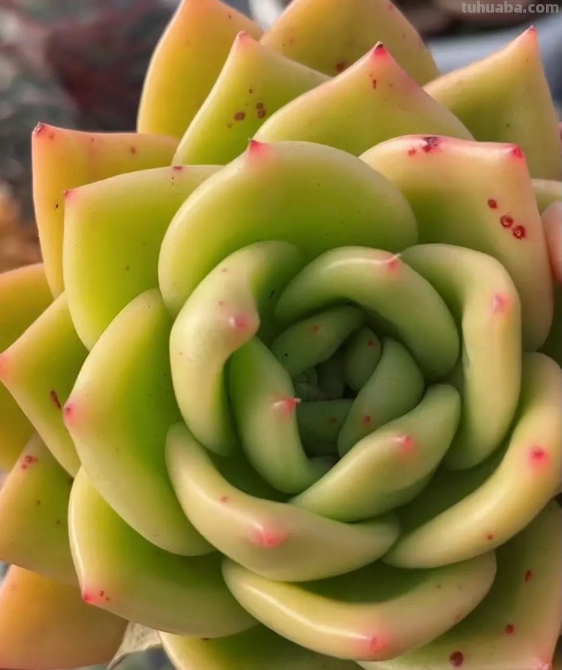 各种各样的多肉，你们认识吗？