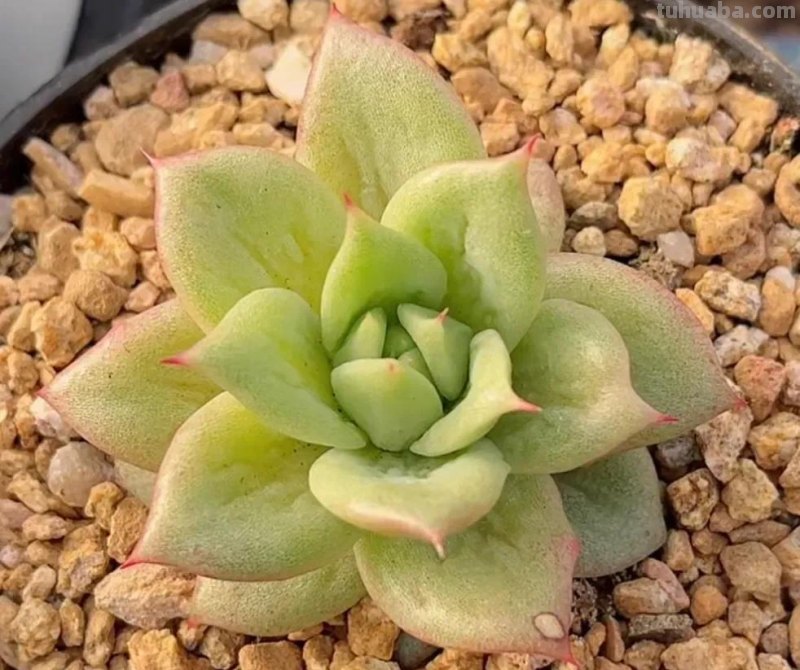 各种各样的多肉，你们认识吗？