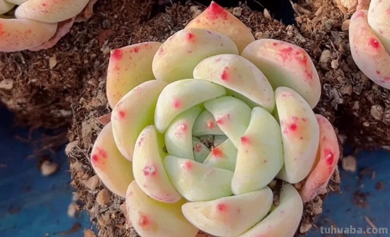 各种各样的多肉，你们认识吗？