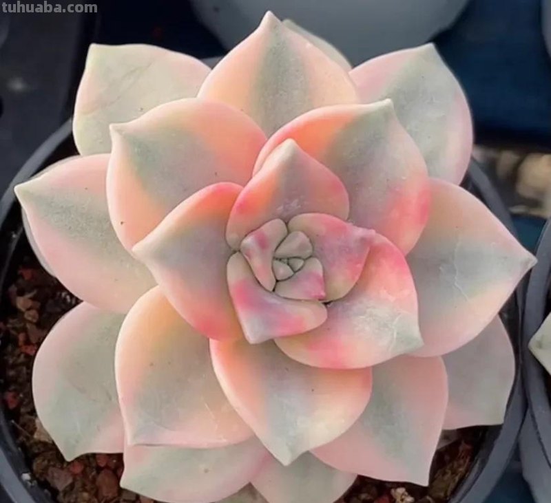 各种各样的多肉，你们认识吗？