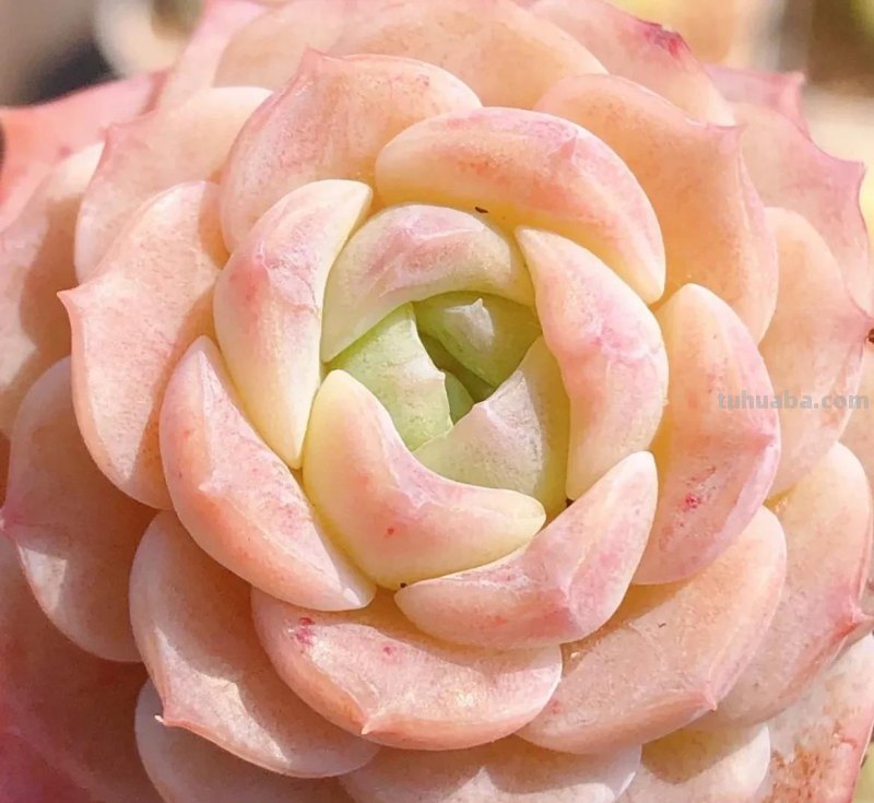 各种各样的多肉，你们认识吗？