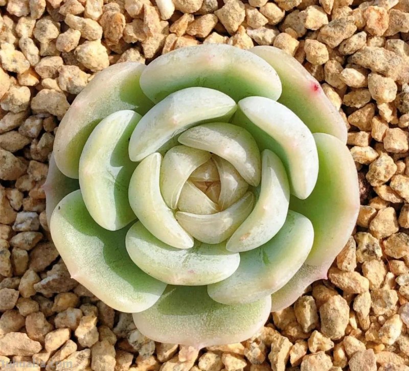 各种各样的多肉，你们认识吗？