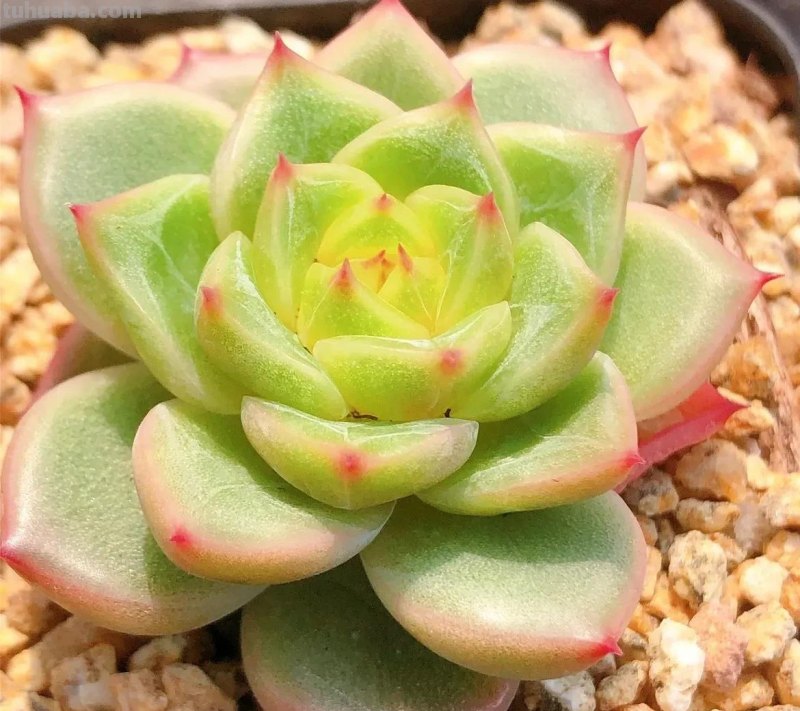 各种各样的多肉，你们认识吗？