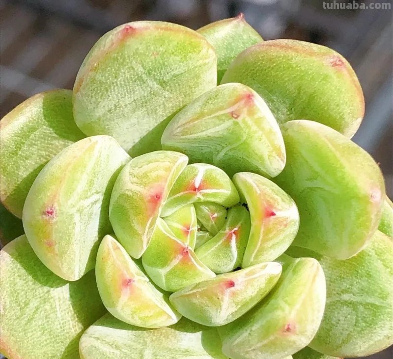 各种各样的多肉，你们认识吗？