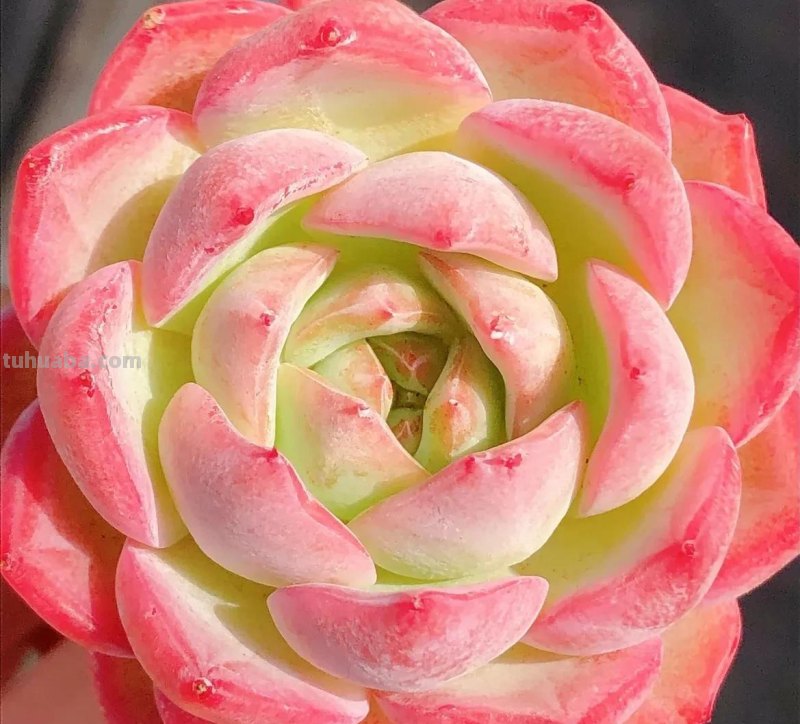 各种各样的多肉，你们认识吗？