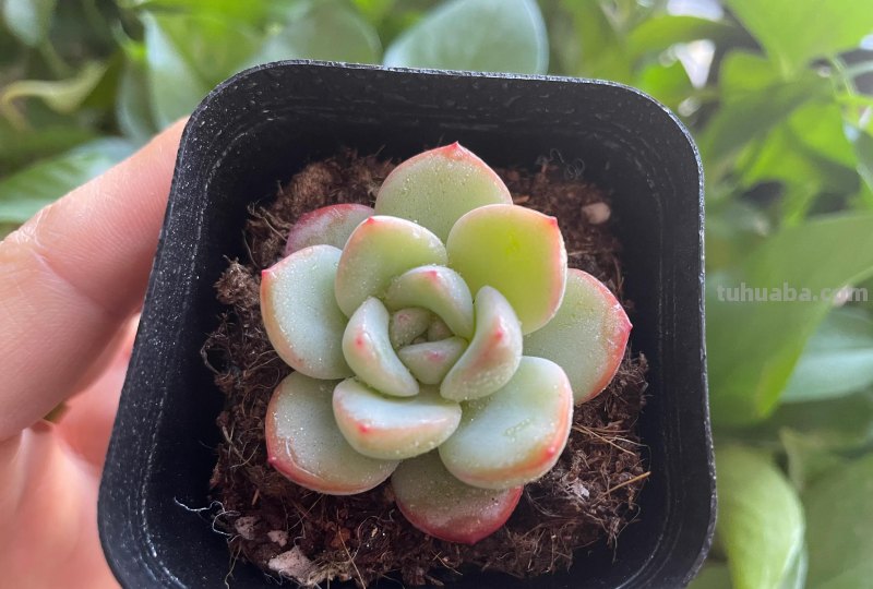 各种各样的多肉，你们认识吗？