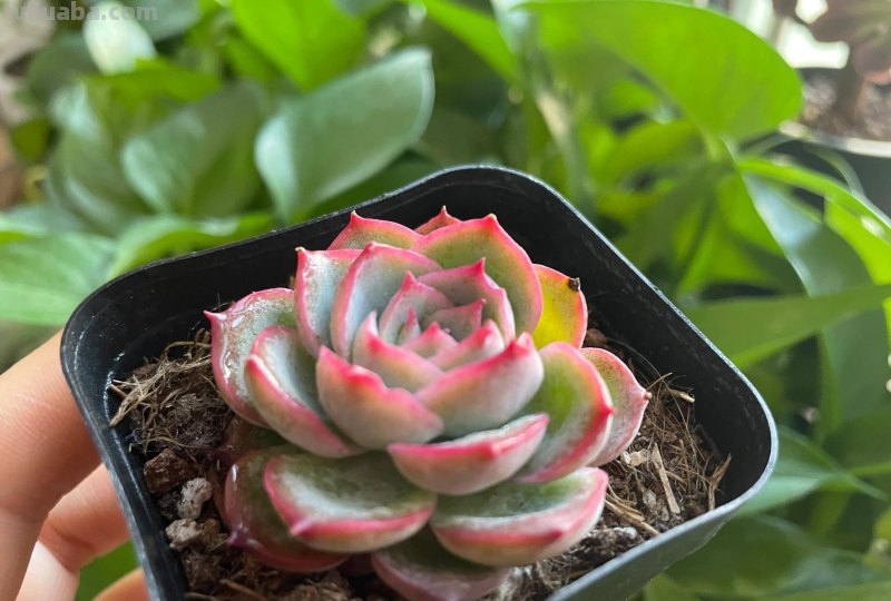 各种各样的多肉，你们认识吗？