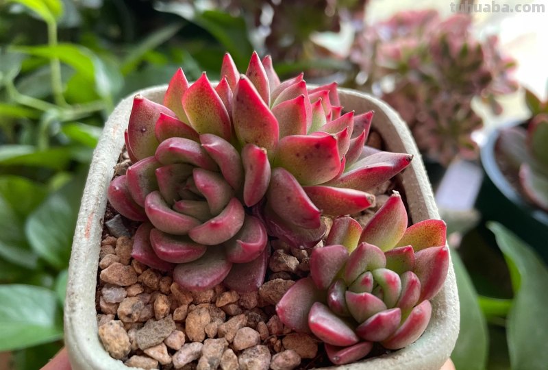 各种各样的多肉，你们认识吗？