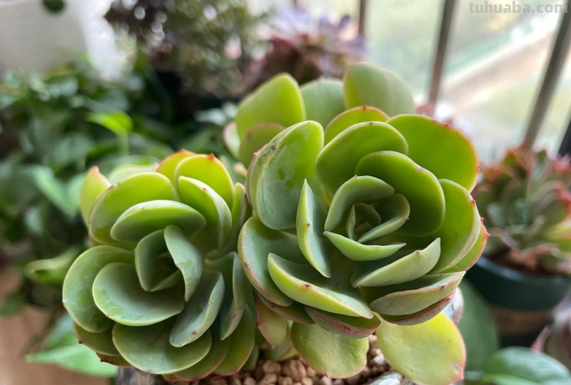 各种各样的多肉，你们认识吗？