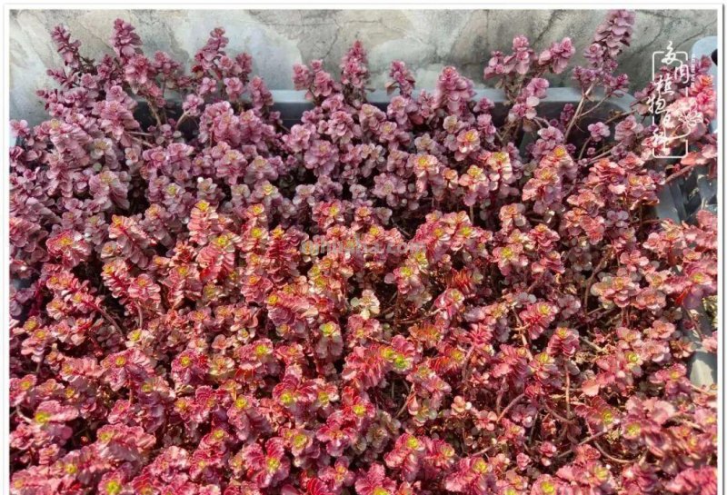 多肉，不仅养眼，且很治愈