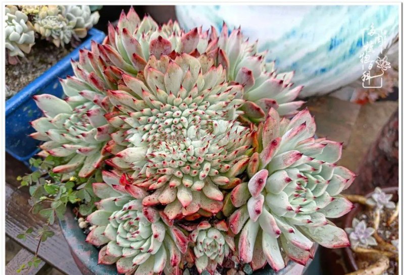 多肉，不仅养眼，且很治愈