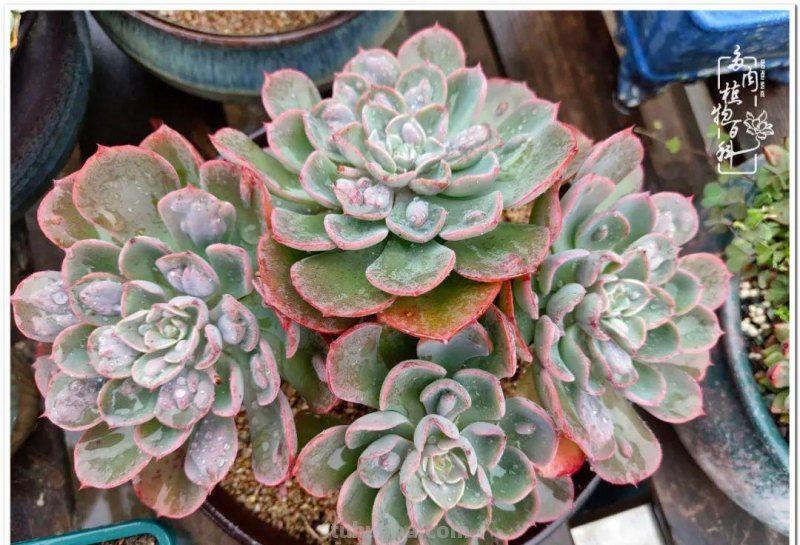 多肉，不仅养眼，且很治愈