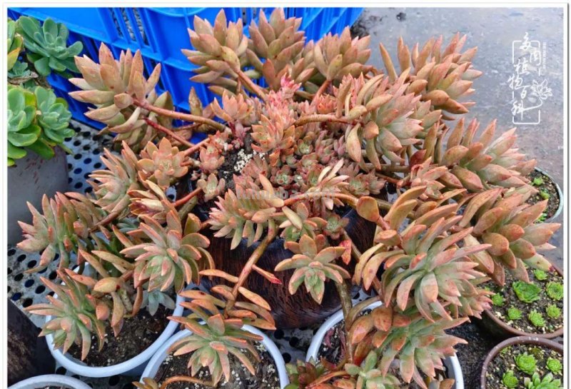 多肉，不仅养眼，且很治愈