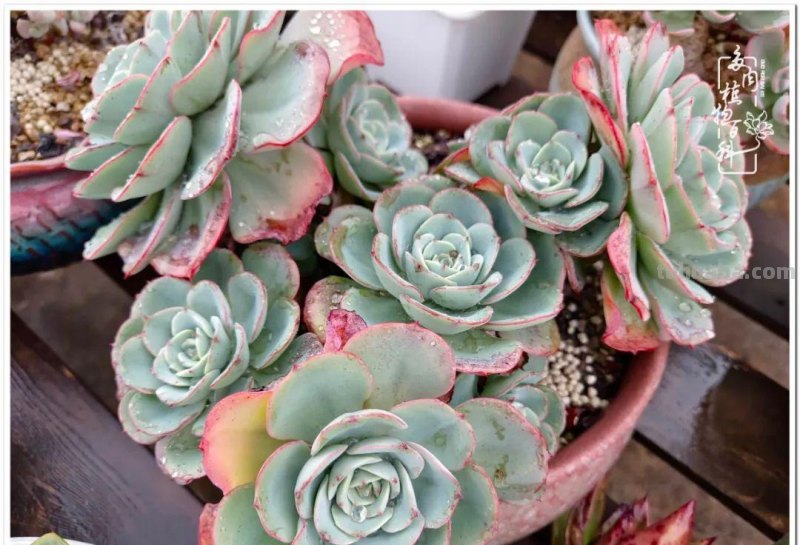 多肉，不仅养眼，且很治愈